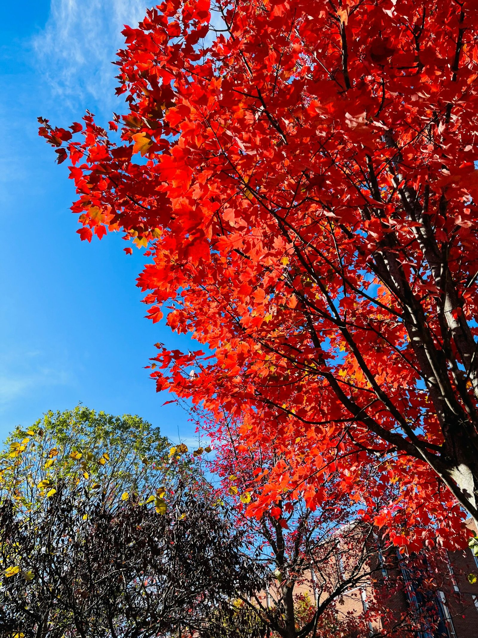 a tree with red leaves and a blue sky in the background